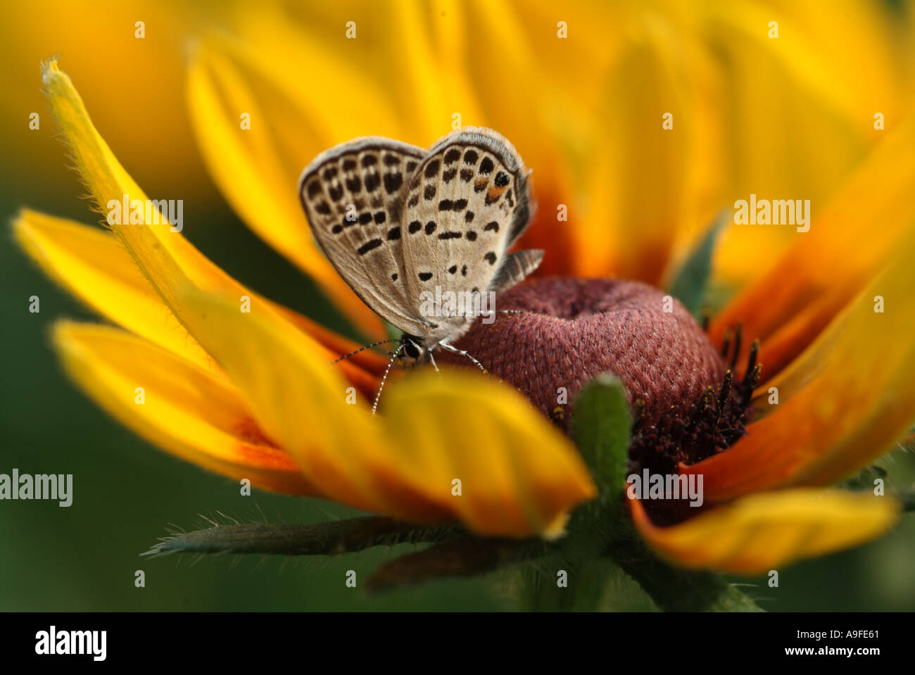 Blumen und Insekten Stockfoto