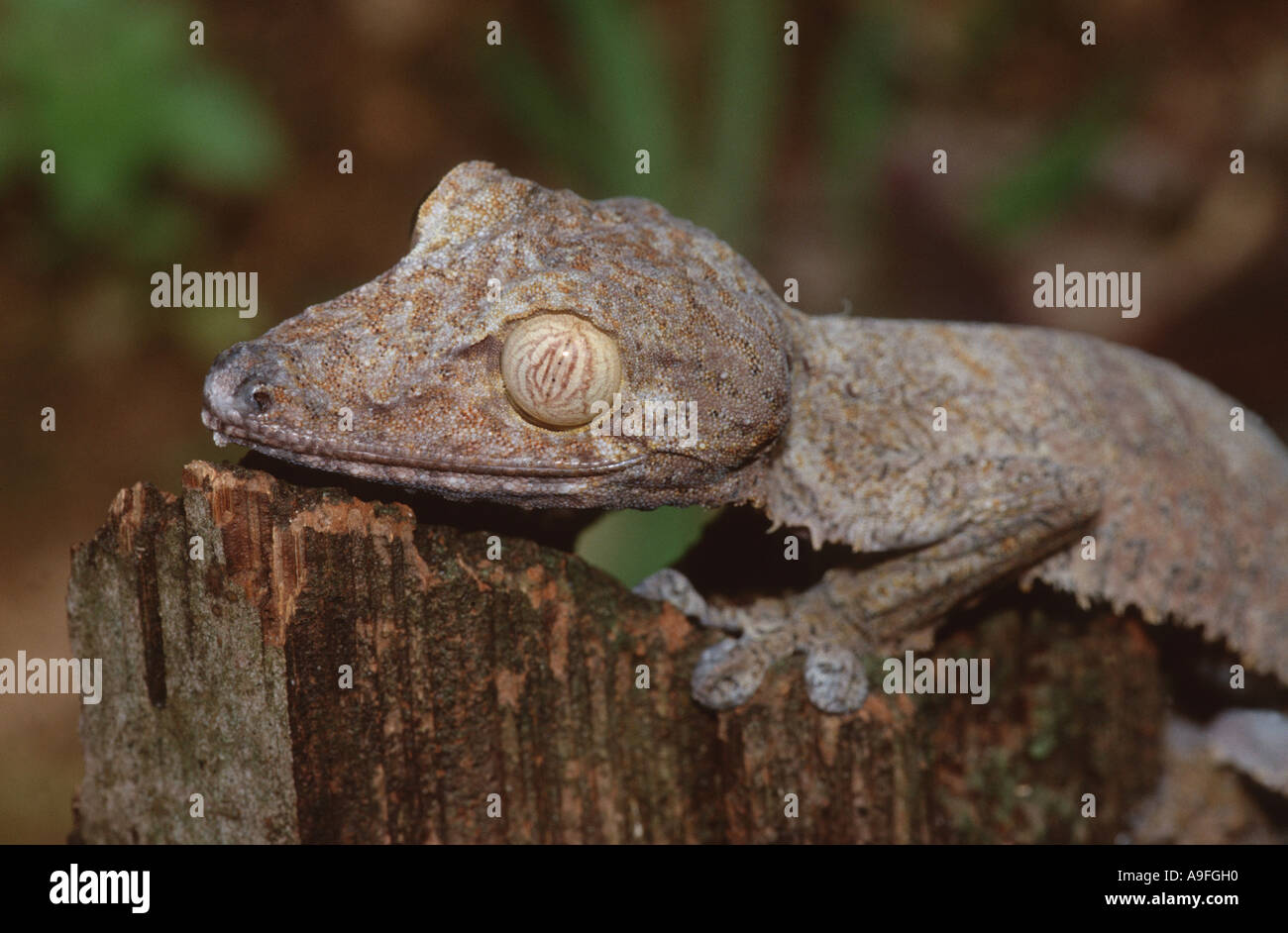 gemeinsame Wohnung-Tail Gecko (Uroplatus Fimbriatus), sitzen auf Holz, Madagaskar Stockfoto