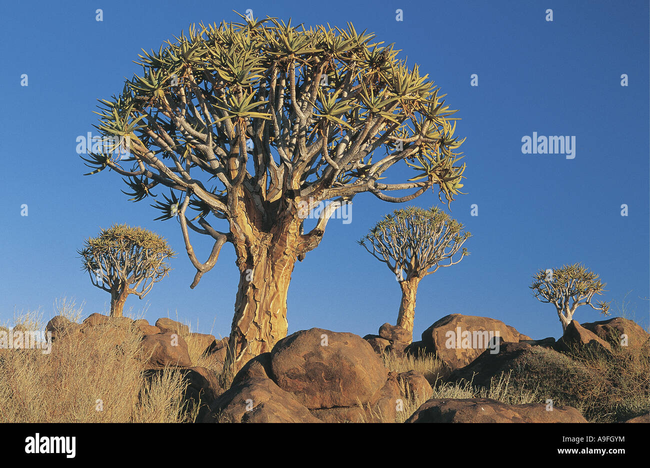 Köcherbäume unter riesigen Felsbrocken Keetmanskoop Namibia Stockfoto