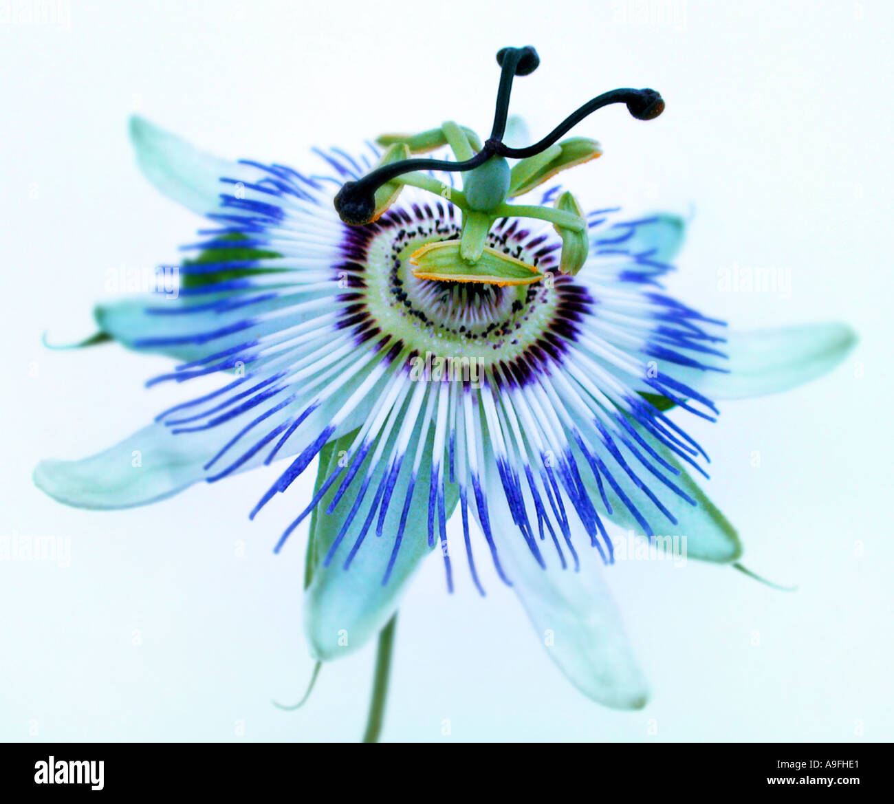 COMMON NAME Leidenschaft Blume lateinische NAME Passiflora caerulea Stockfoto