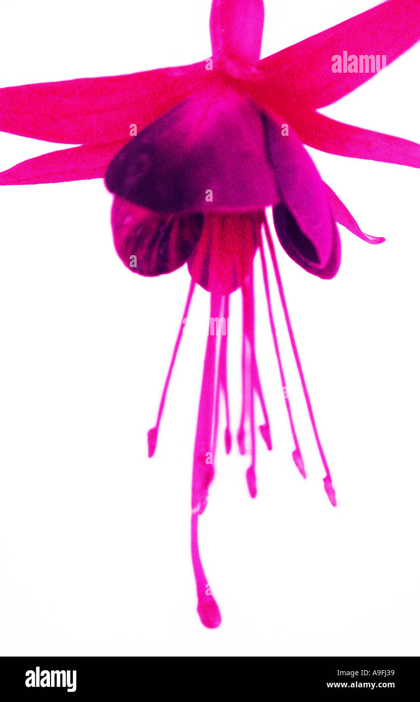 GEMEINSAMEN Namen Fuschia lateinische NAME Fuschia Stockfoto