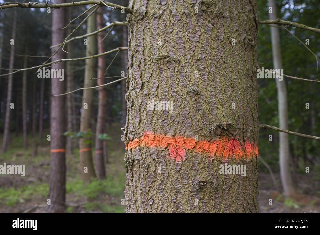 Markierten Baum im Pinienwald Stockfoto