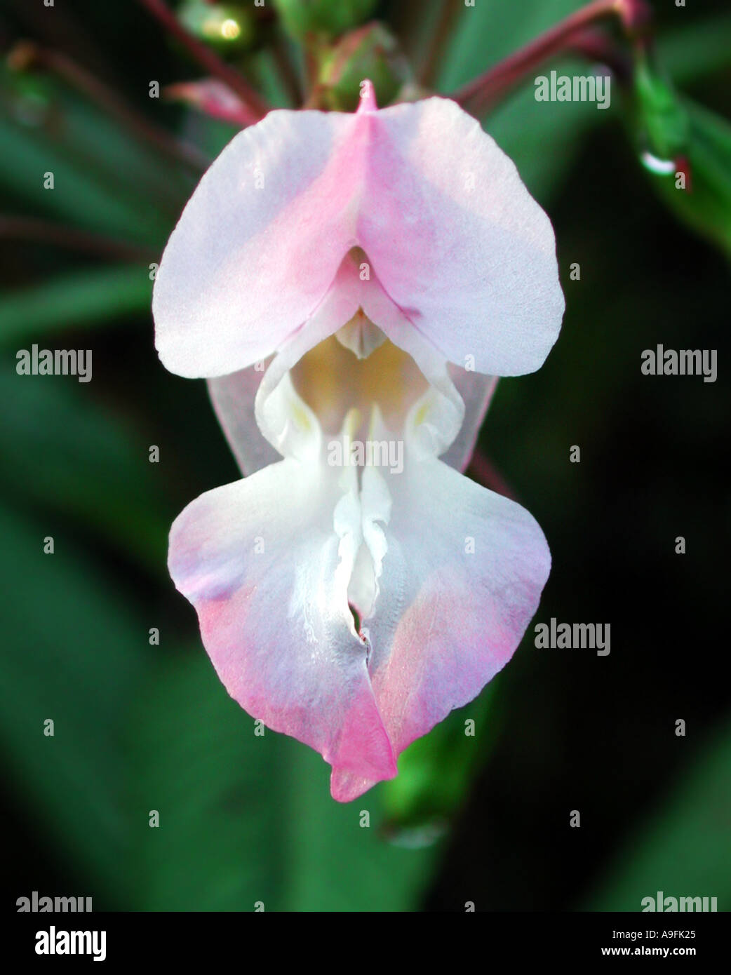 COMMON NAME indischen Himalaya Balsam lateinische NAME Impatiens glandulfifera Stockfoto