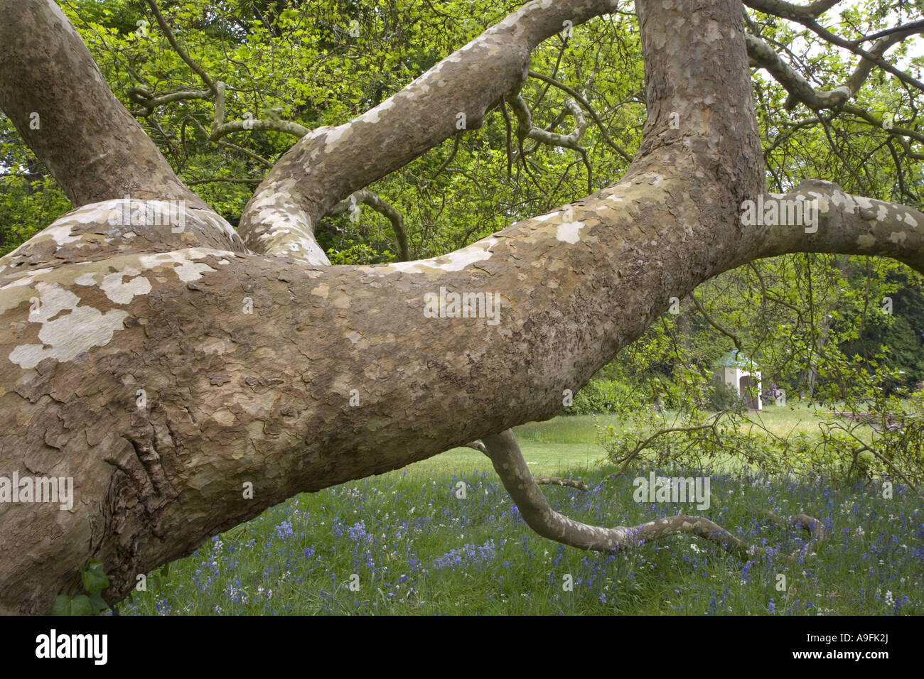 London Plane Tree x Piatanus hispanicus Stockfoto