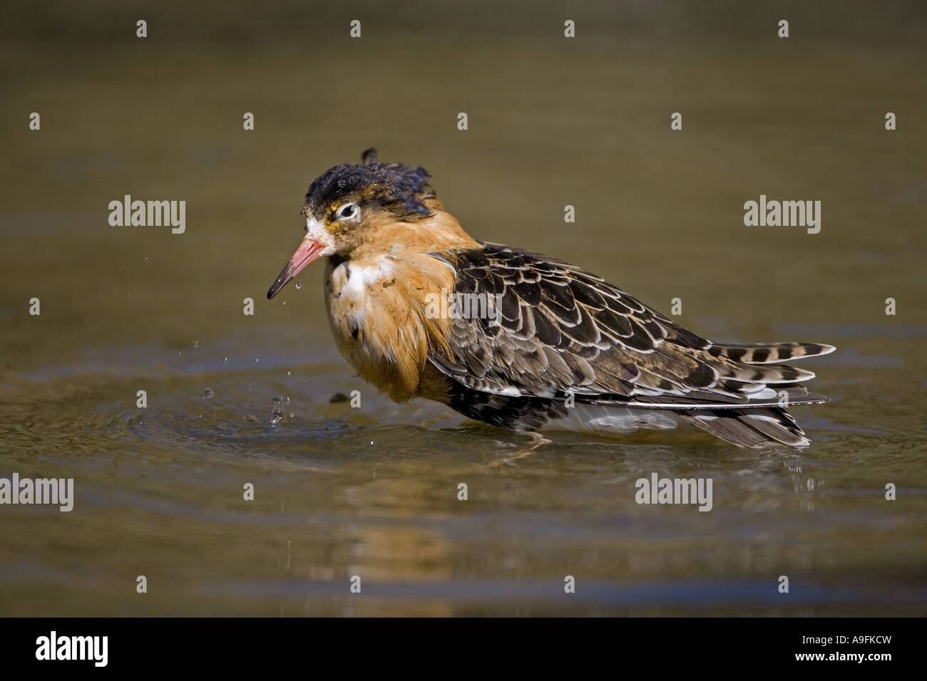 Kampfläufer Philomachus Pugnax männlich Mai Stockfoto