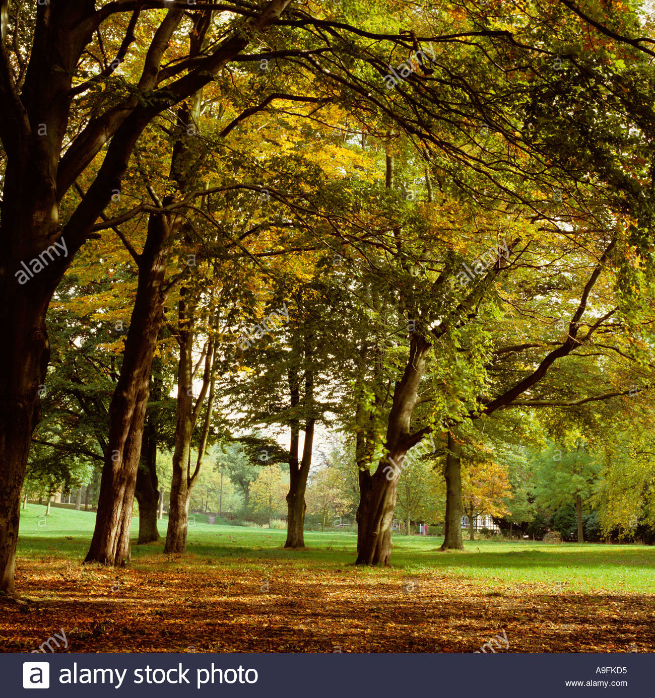 Cheshire Stockport Bramhall herbstliche Bäume in Bramhall Park Stockfoto