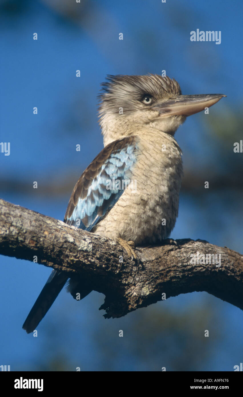 Blue-winged Kookaburra (Dacelo Leachii), auf einem Ast, Australien, Cape York, Lakefield NP Stockfoto