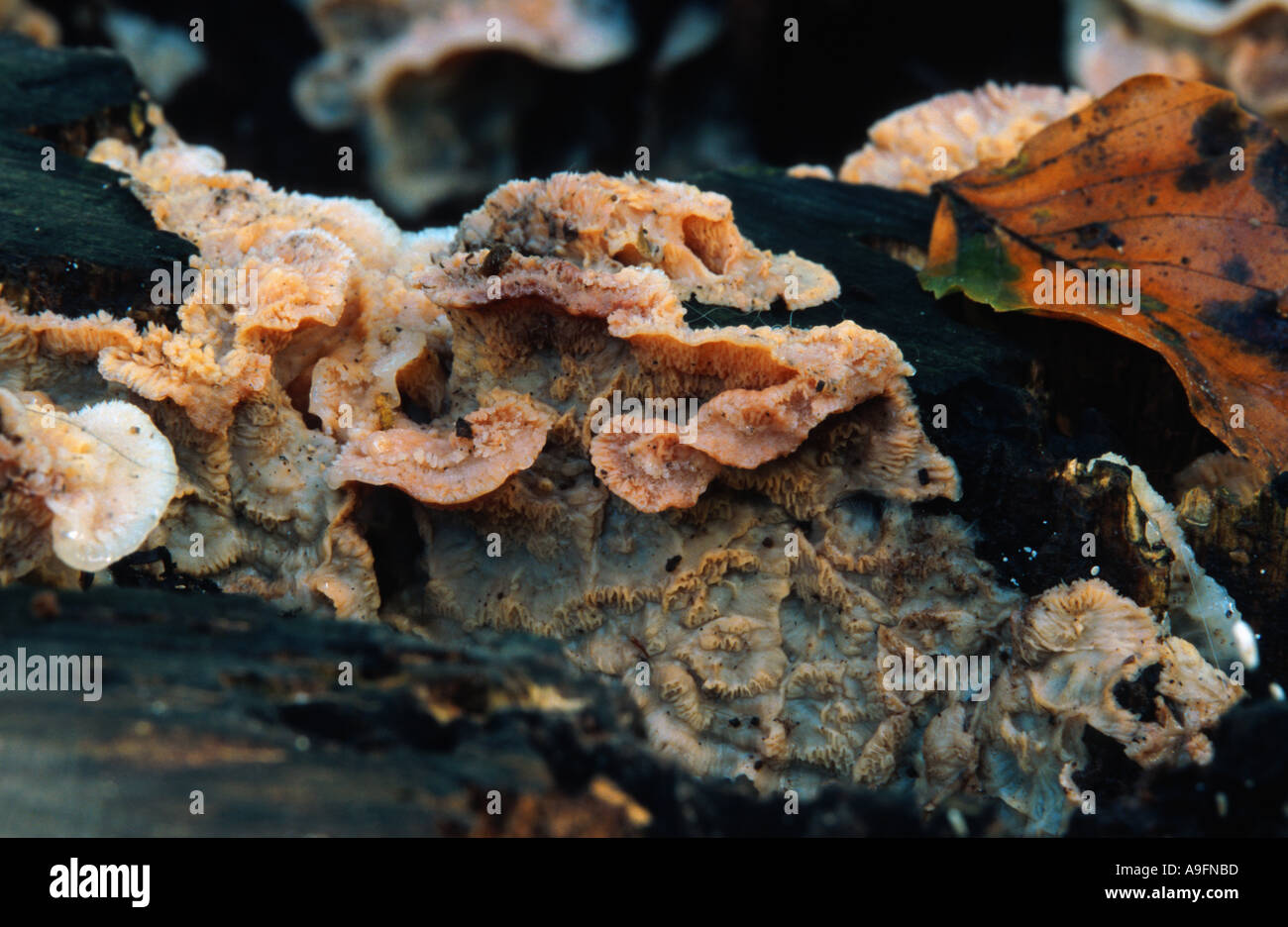 Pilz (Merulius Tremellosus). Stockfoto
