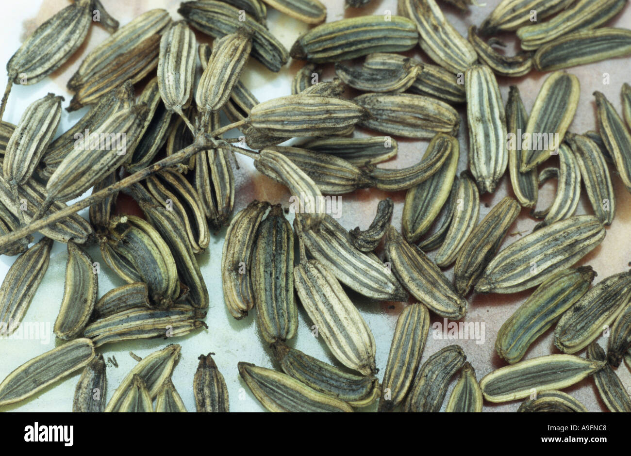 süß-Fenchel (Foeniculum Vulgare), Samen. Stockfoto
