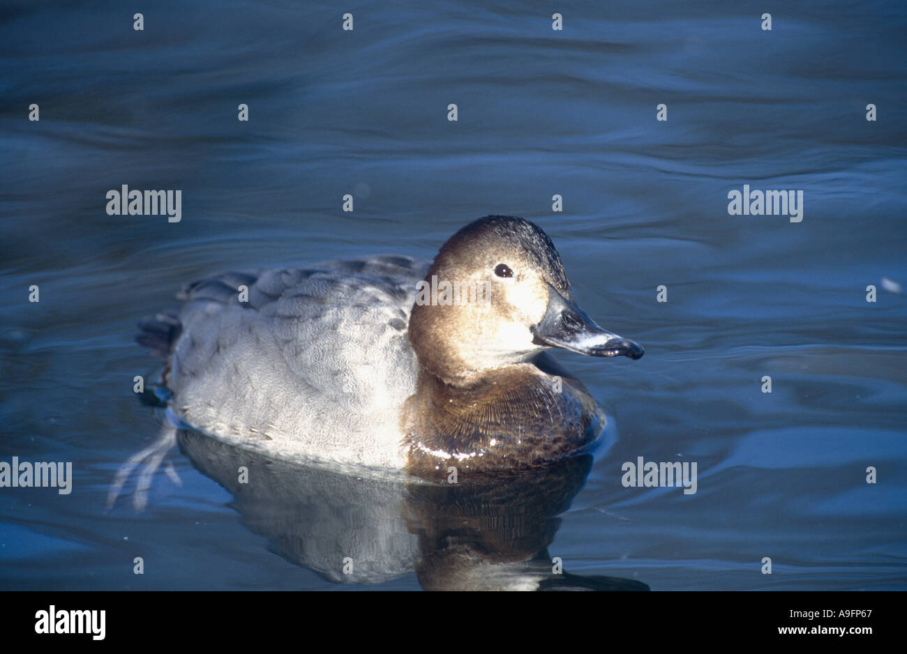 gemeinsamen Tafelenten (Aythya 40-jähriger), Weiblich, Baden, Deutschland, Schleswig-Holstein, Eckernfoerde, Feb 96. Stockfoto