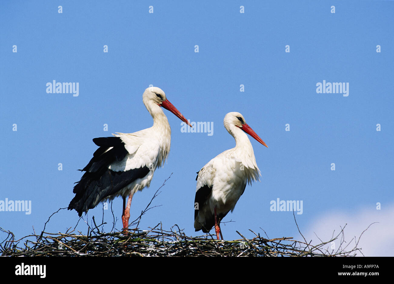 Weißstorch (Ciconia Ciconia), paar auf Nest, Deutschland, Schleswig-Holstein, Osternhorn, Apr-94. Stockfoto