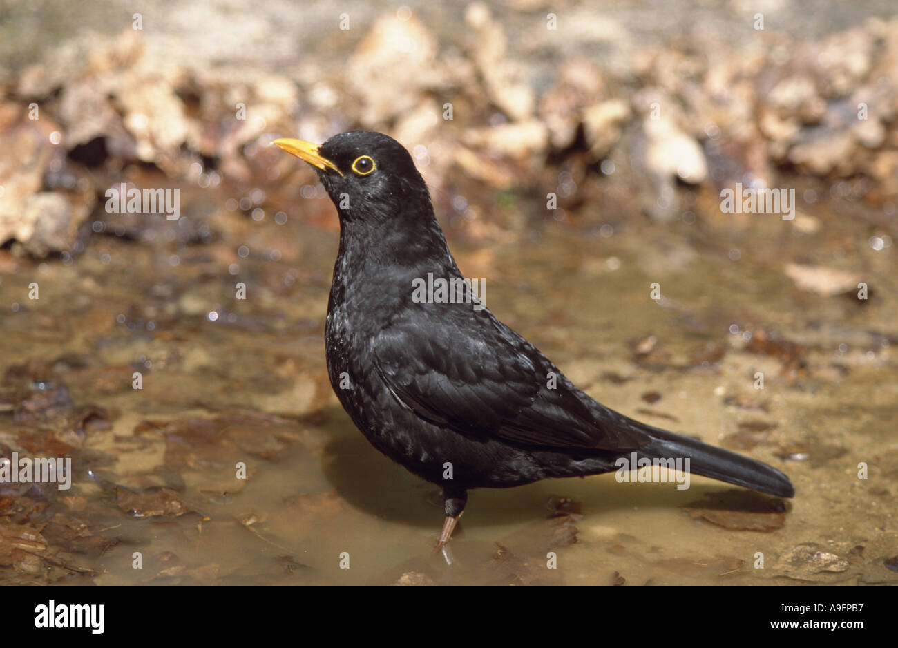 Amsel (Turdus Merula), männliche Vogel's Bad, Deutschland, Schleswig-Holstein, Kreis Steinburg, Jun 99. Stockfoto