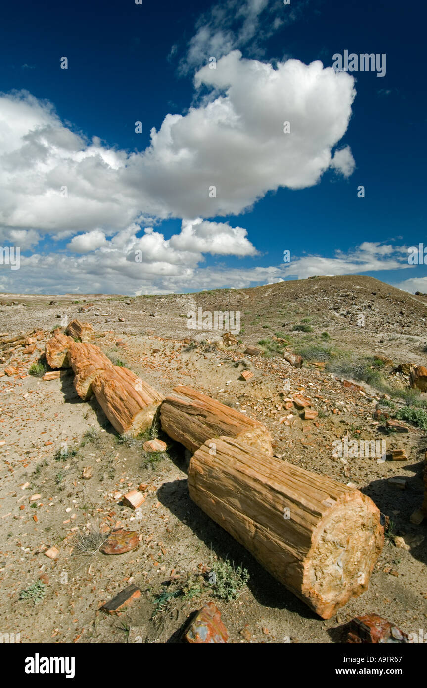 VERSTEINERTE LOG, Petrified Forest National Park, Arizona Stockfoto