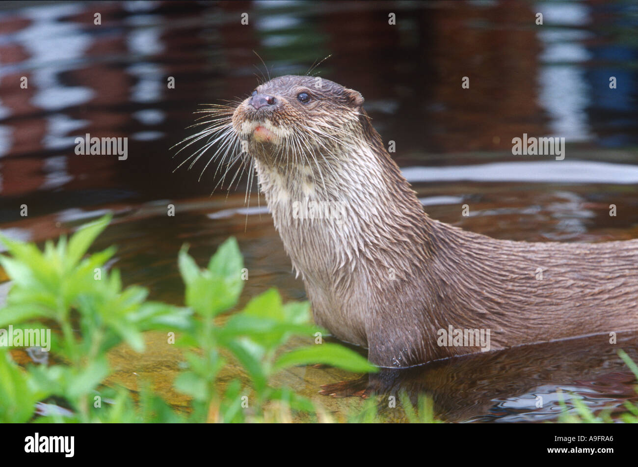 Europäische Otter Tiere Natur Umwelt Wales Stockfoto