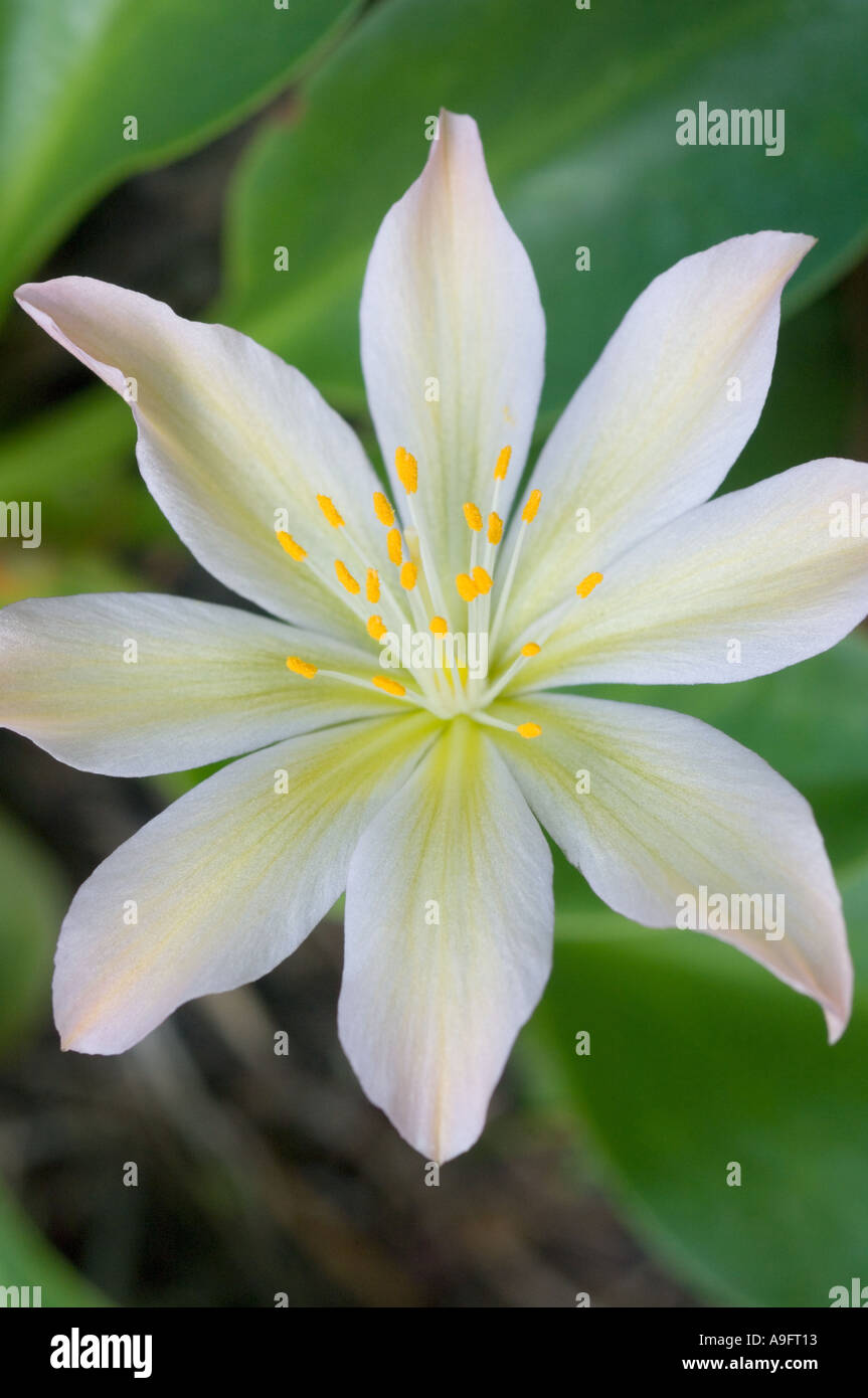 Blume, Tweedy LEWISIA (Lewisia Tweedyi) WENATCHEE ROCK ROSE, östlichen Cascade Mountains WA Mai Stockfoto