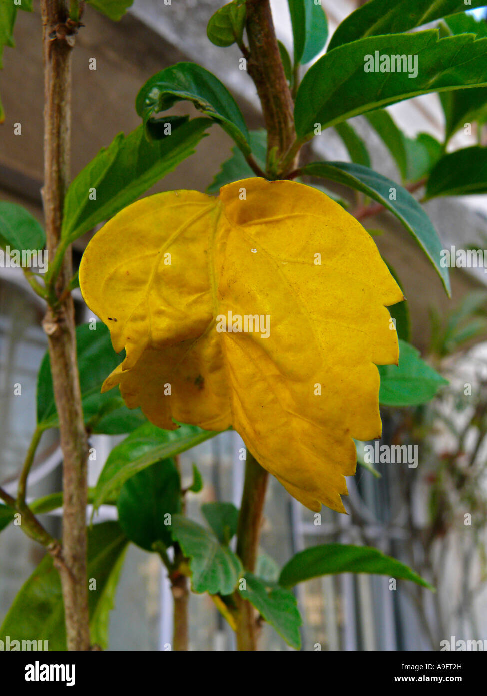 Gelbe Blatt der roten Hibiskus, RosaSinensis Blume Stockfotografie Alamy