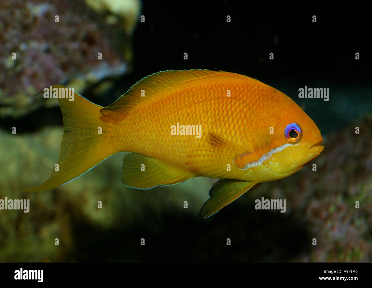 Barsch Orange Meer, Meer Goldie, Lyretail Coralfish (Anthias Squamipinnis, Pseudanthias Squamipinnis), Weiblich Stockfoto