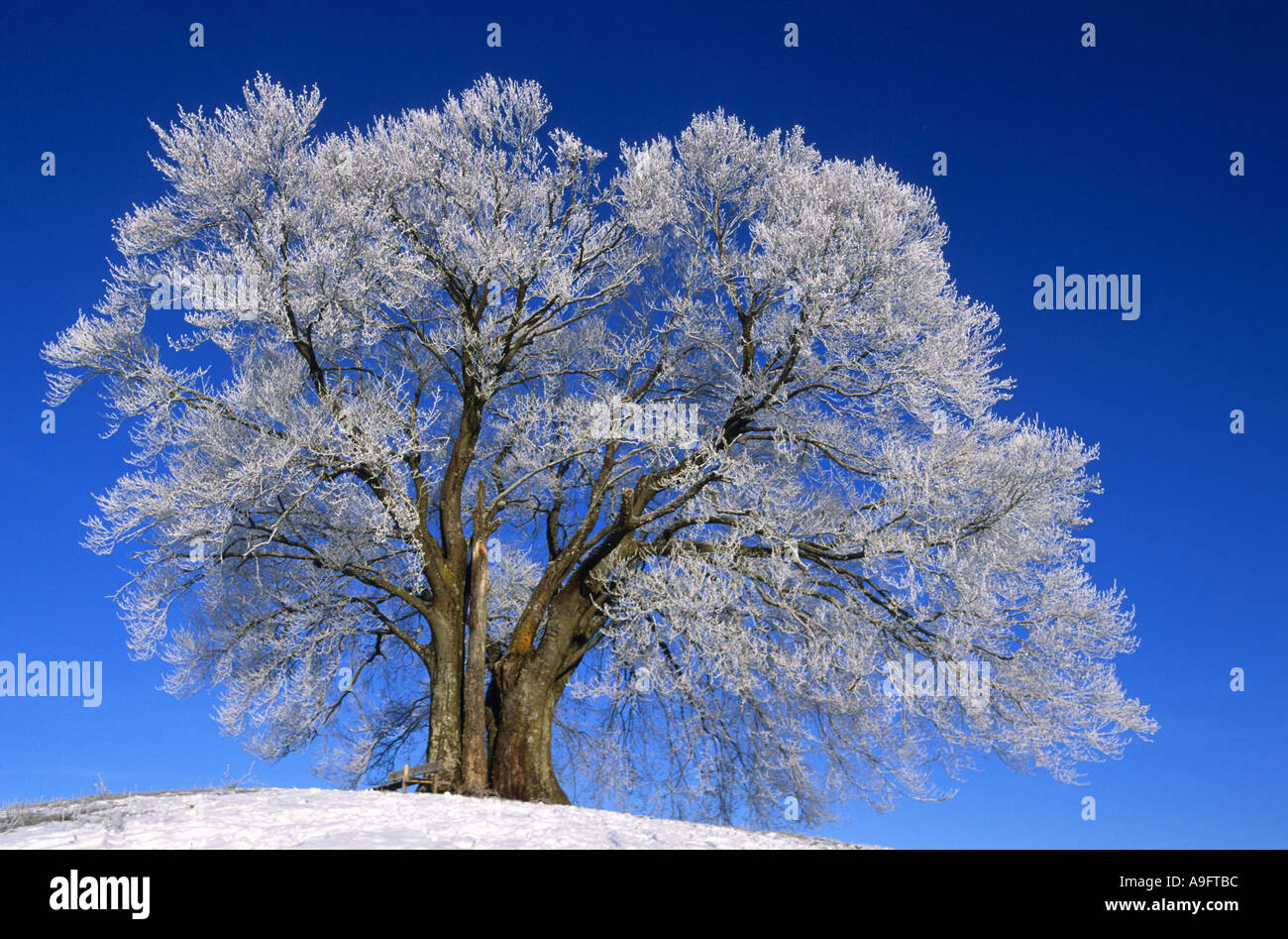 Rotbuche (Fagus Sylvatica), auf einem Hügel, bedeckt mit Whitefrost, Deutschland, Bayern. Stockfoto