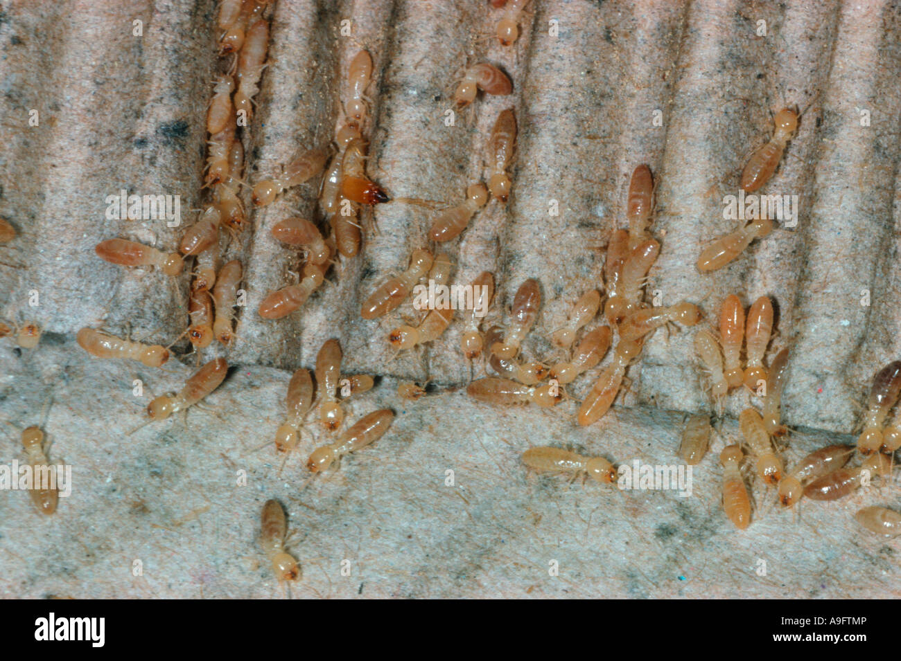 Termiten, Reticulitermes Lucifugus. Arbeiter und Soldaten. Kolonie cardboad Stockfoto
