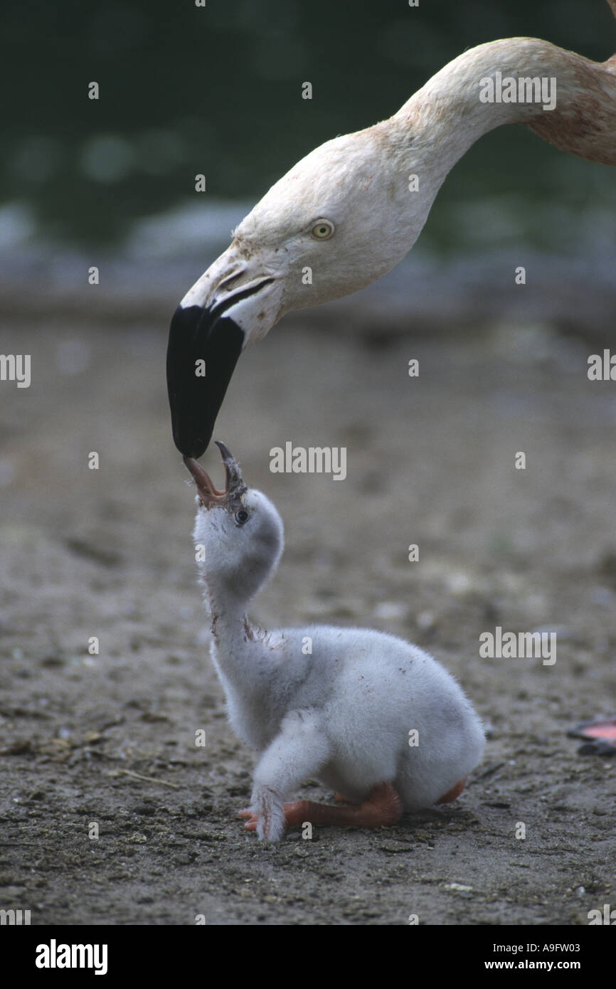 Chilenische Flamingo (Phoenicopterus Chilensis), Eltern-Fütterung jung Stockfoto