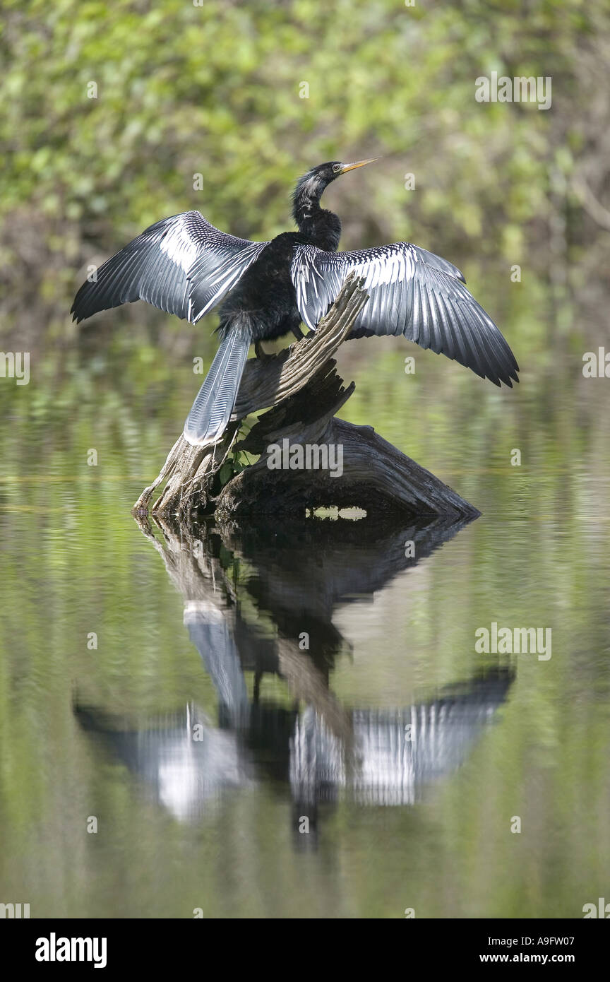 Amerikanische Darter (Anhinga Anhinga), mit ausgebreiteten Flügeln, Sonnenbaden, USA, Florida Stockfoto