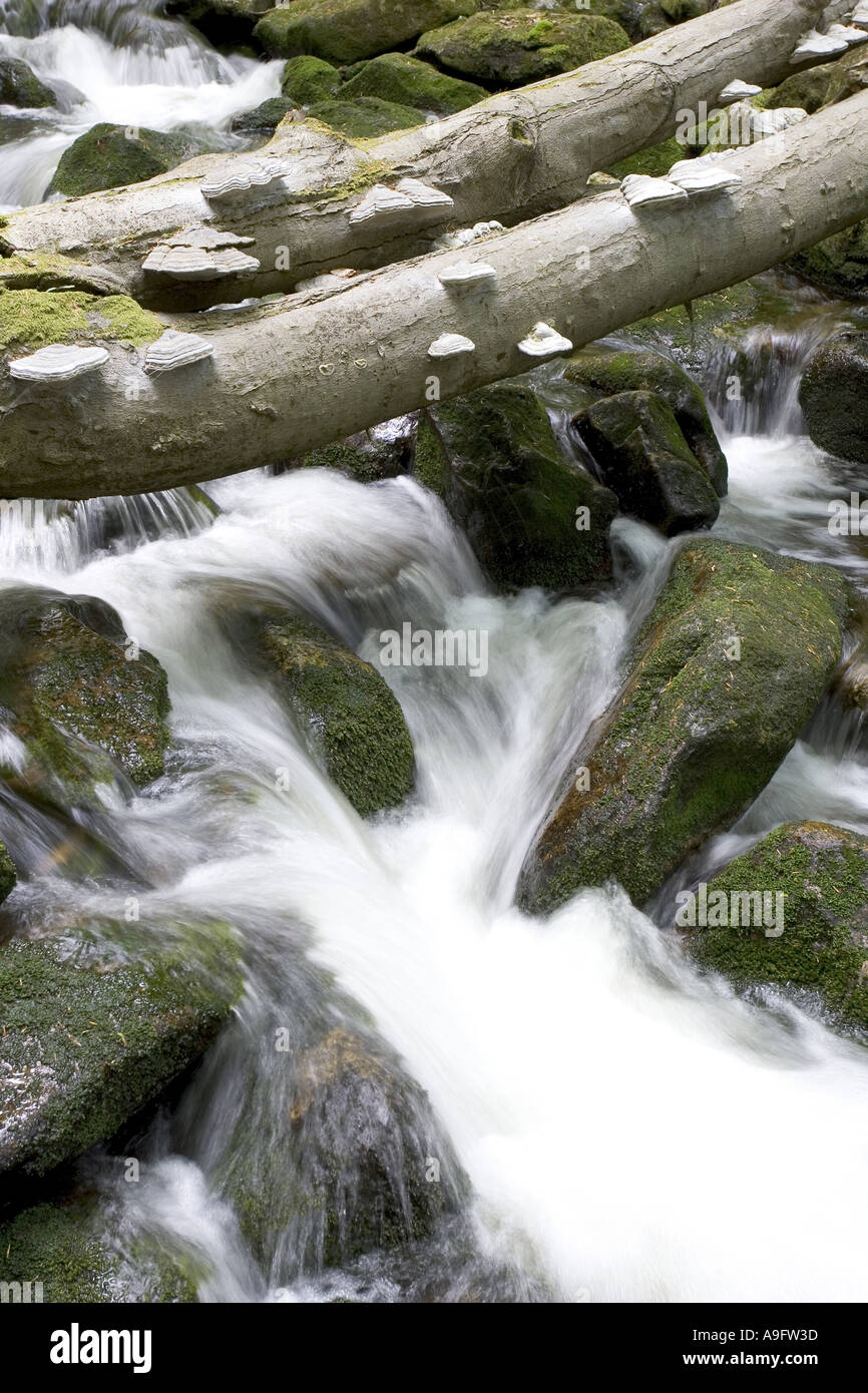 Bergbach, schwimmende Wasser unter Steinen und Baumstämmen, Deutschland, Nationalpark Bayerischer Wald Stockfoto