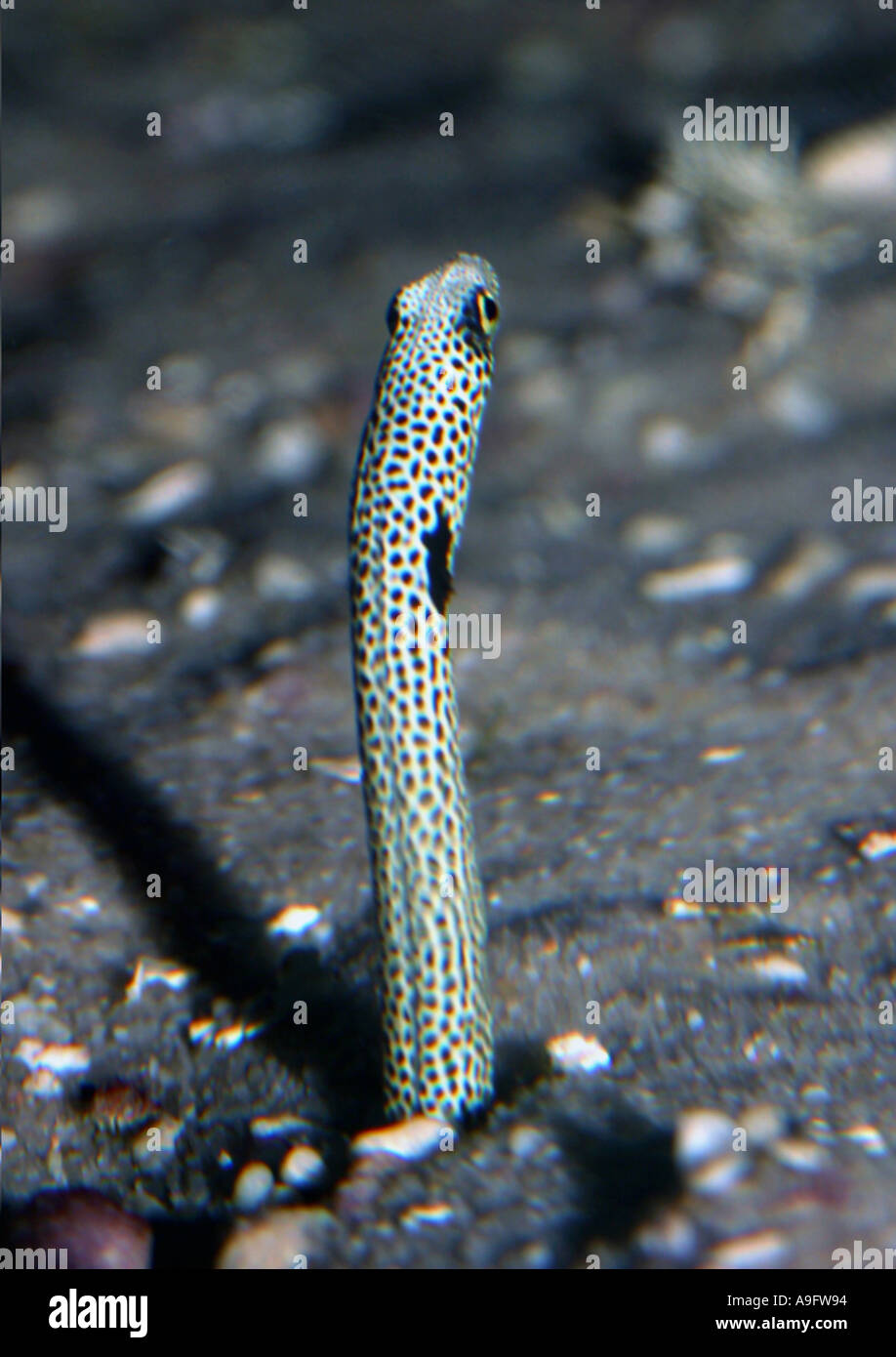 Spotted Garten Aal (Heteroconger Hassi), Indischer Ozean, auf der Suche aus der Tube Stockfoto