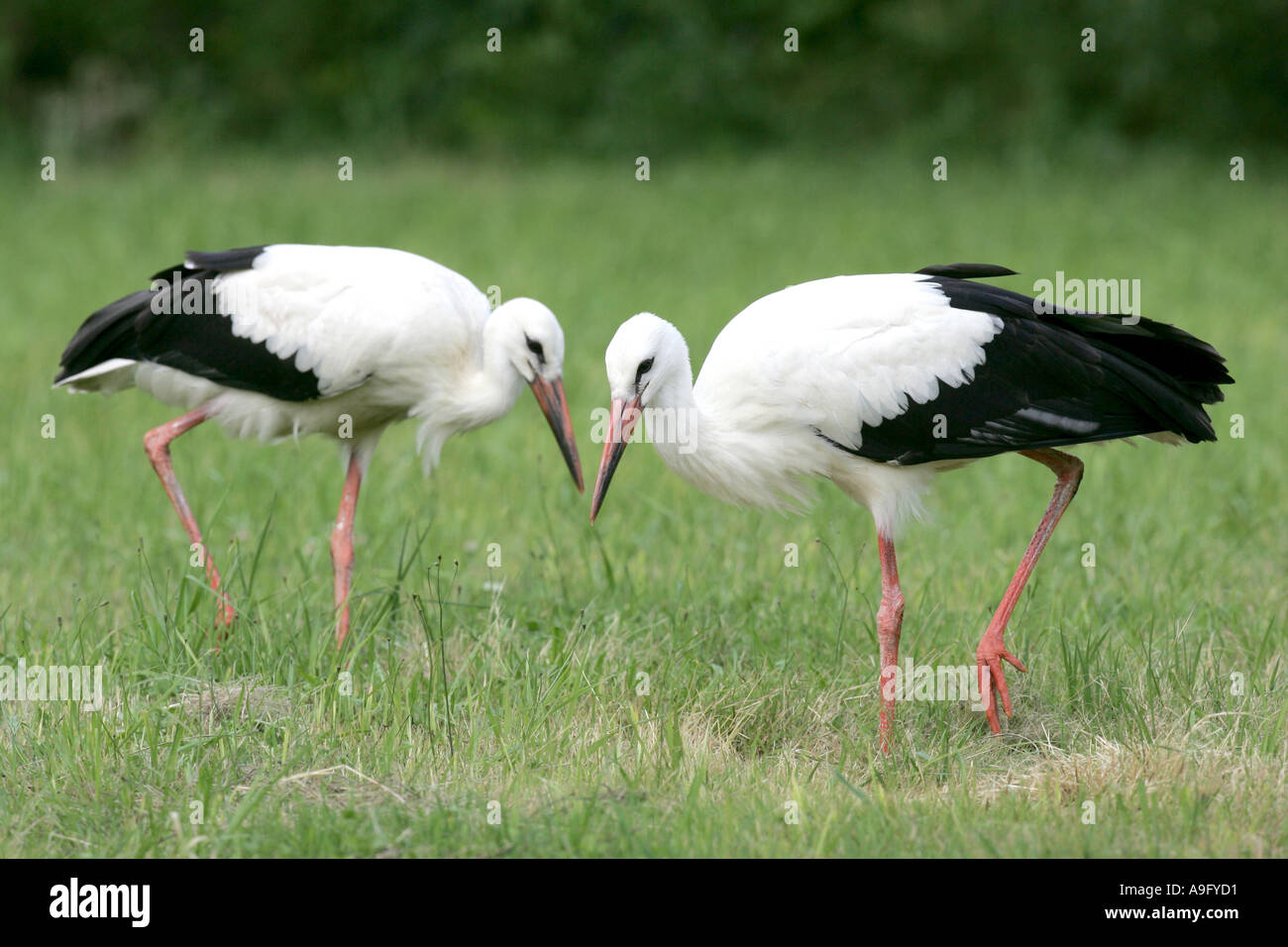 weißer Storch (Ciconia Ciconia), zwei Tiere, die Suche nach Essen, Deutschland, Brandenburg Stockfoto