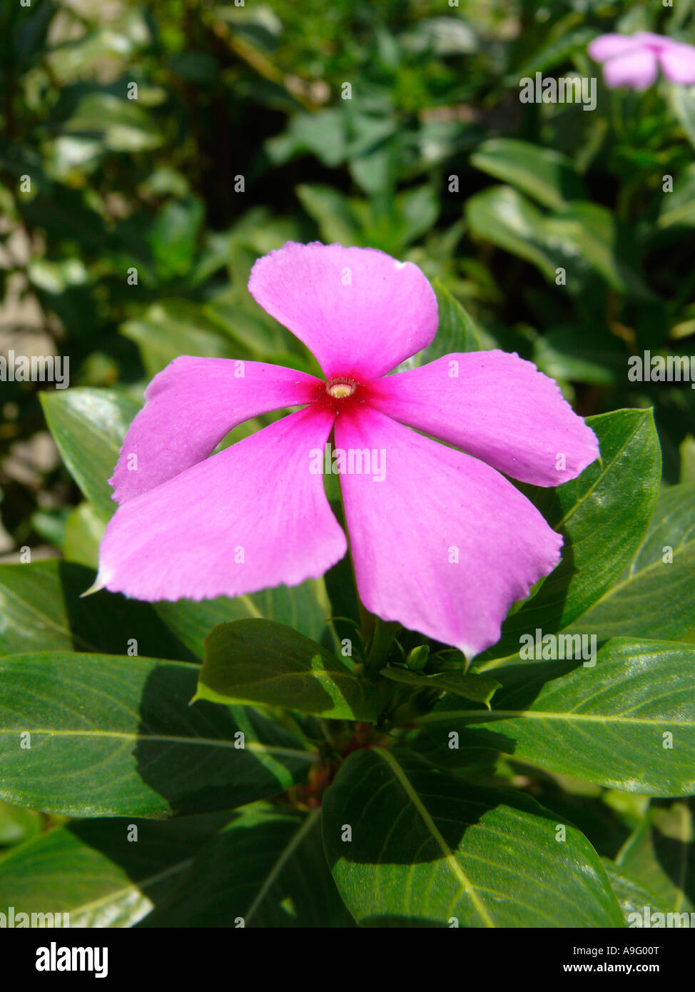 Vinca Rosea Familienname: Lobelia botanischer Name: VINCA ROSEA. Gemeinsamer Name: IMMERGRÜN, Madagaskar-IMMERGRÜN, SADABAHAR. Stockfoto