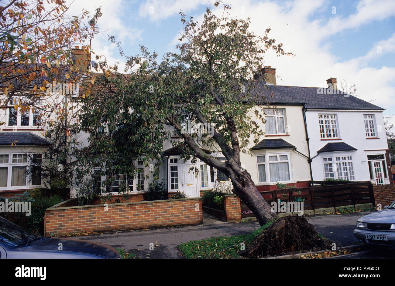 Auf einer Wohnstraße wurden Bäume niedergeblasen und in Häuser eingeworfen Nach einem Sturm in Gravesend Kent Stockfoto