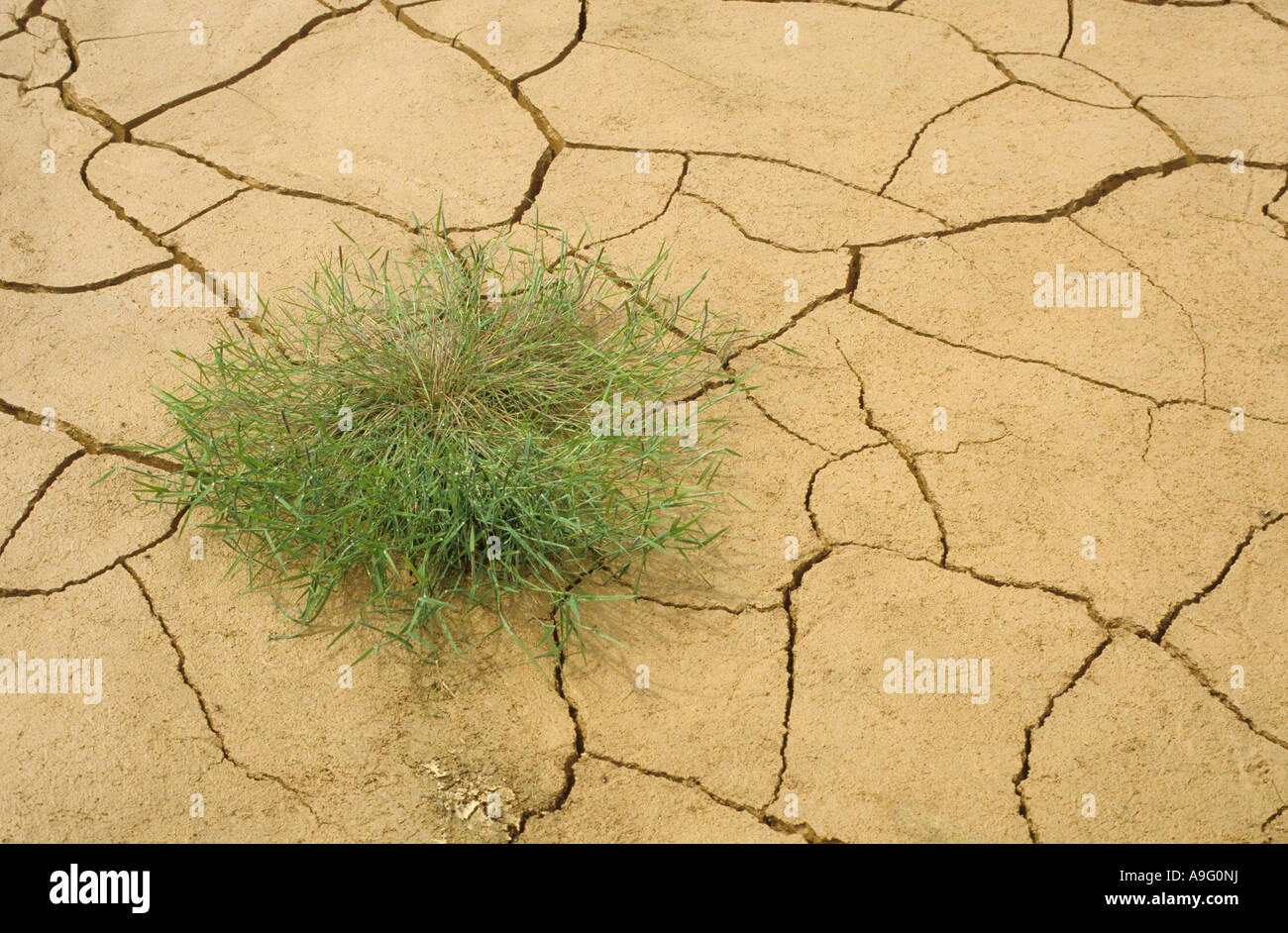 Getrocknete und rissig Schlamm in drypool Stockfoto