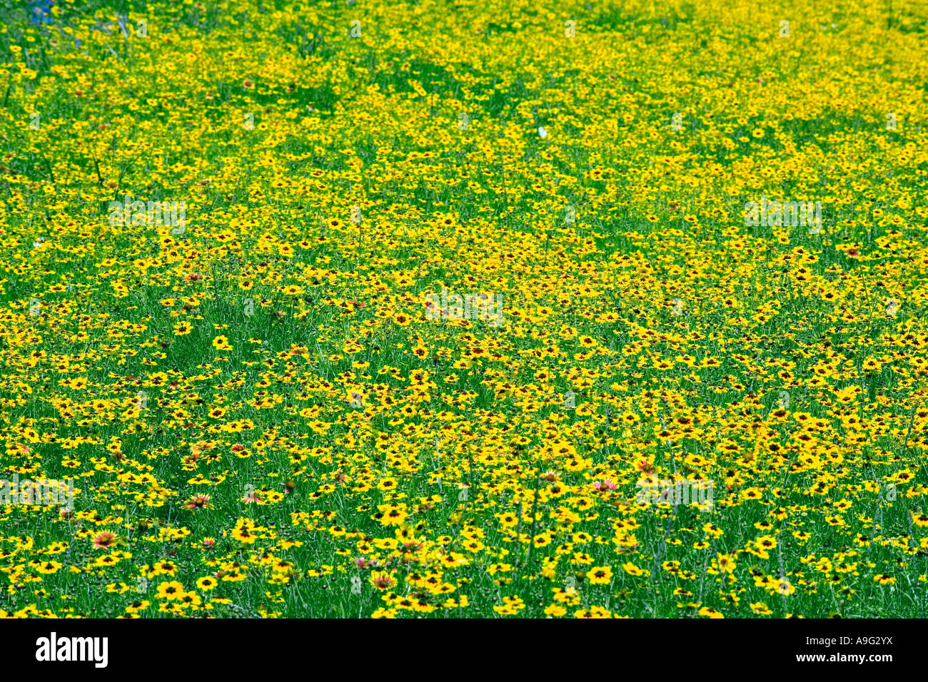 Felder der Plains Coreopsis oder Calliopsis Coreopsis Tinctoria in der Nähe von Fredericksburg im Texas Hill Country Stockfoto