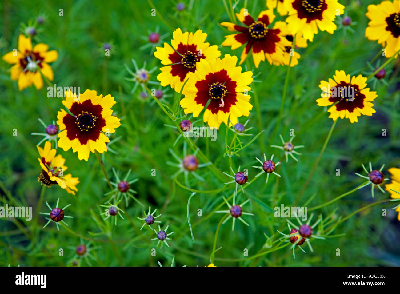 Felder der Plains Coreopsis oder Calliopsis Coreopsis Tinctoria in der Nähe von Fredericksburg im Texas Hill Country Stockfoto