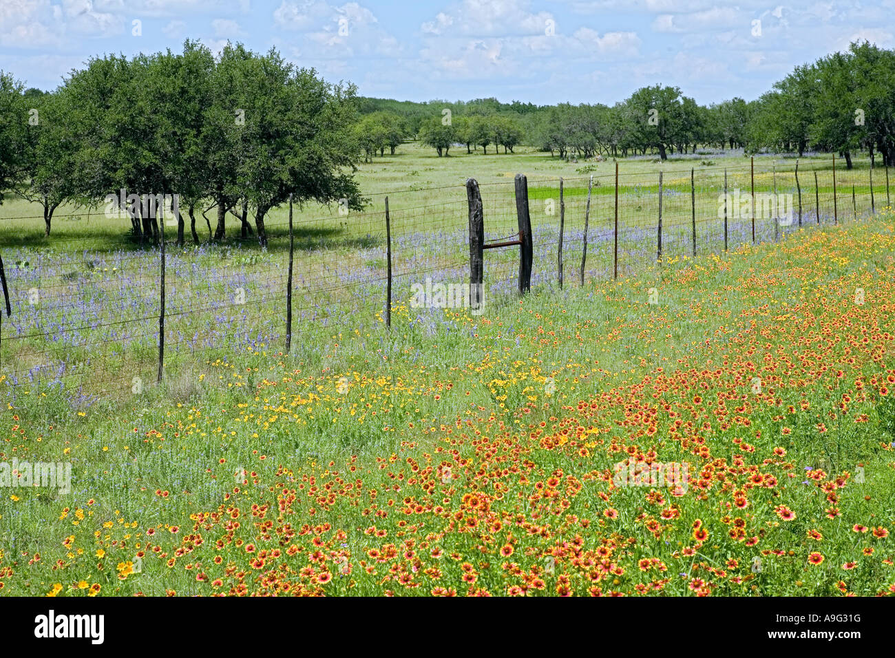 Felder der Gaillardia Wildblumen wissen auch als Firewheels oder indische decken, in der Nähe von Fredericksburg im Texas Hill Country Stockfoto