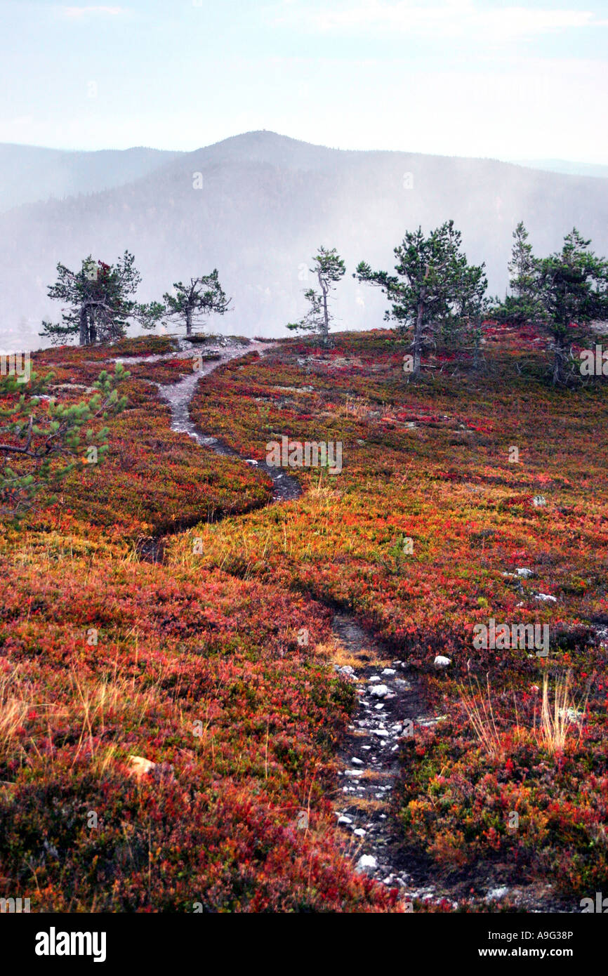 Herbst Farben und fiel Valtavaara, Finnland, Oulu, Kuusamo Stockfoto
