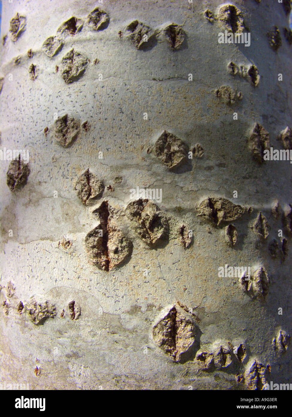 Silber-leaved Pappel, Abele (Populus Alba), Silberpappel, Rinde, Spanien, Balearen, Mallorca Stockfoto