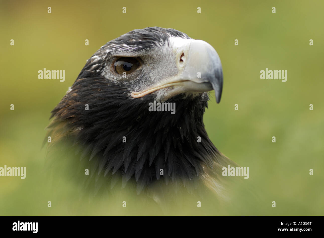 Wedge-tailed Eagle (Aquila Audax), Porträt Stockfoto
