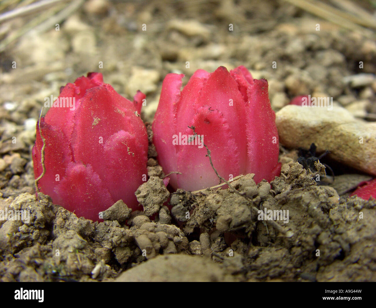 Cytinus (Cytinus Ruber, Cytinus Hypocistis SSP Ruber), zwei Pflanzen brechen durch das Erdreich, Spanien, Balearen, Mallorca Stockfoto