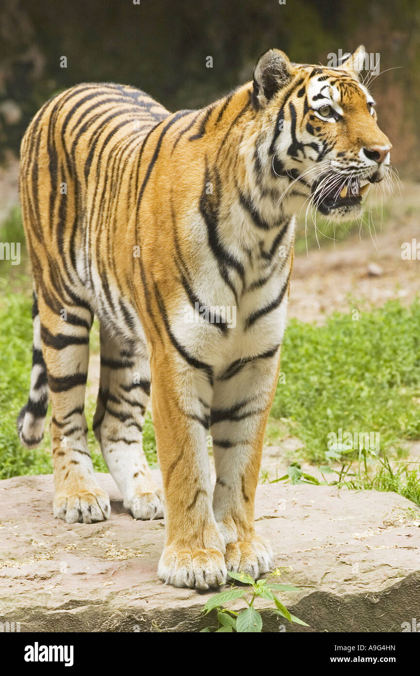Sibirische Tiger, Amurian Tiger (Panthera Tigris Altaica), Weiblich