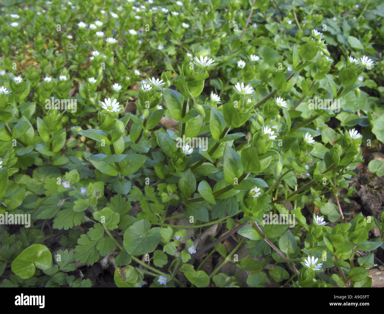 gemeinsamen Vogelmiere (Stellaria Media), blühende Pflanzen Stockfoto