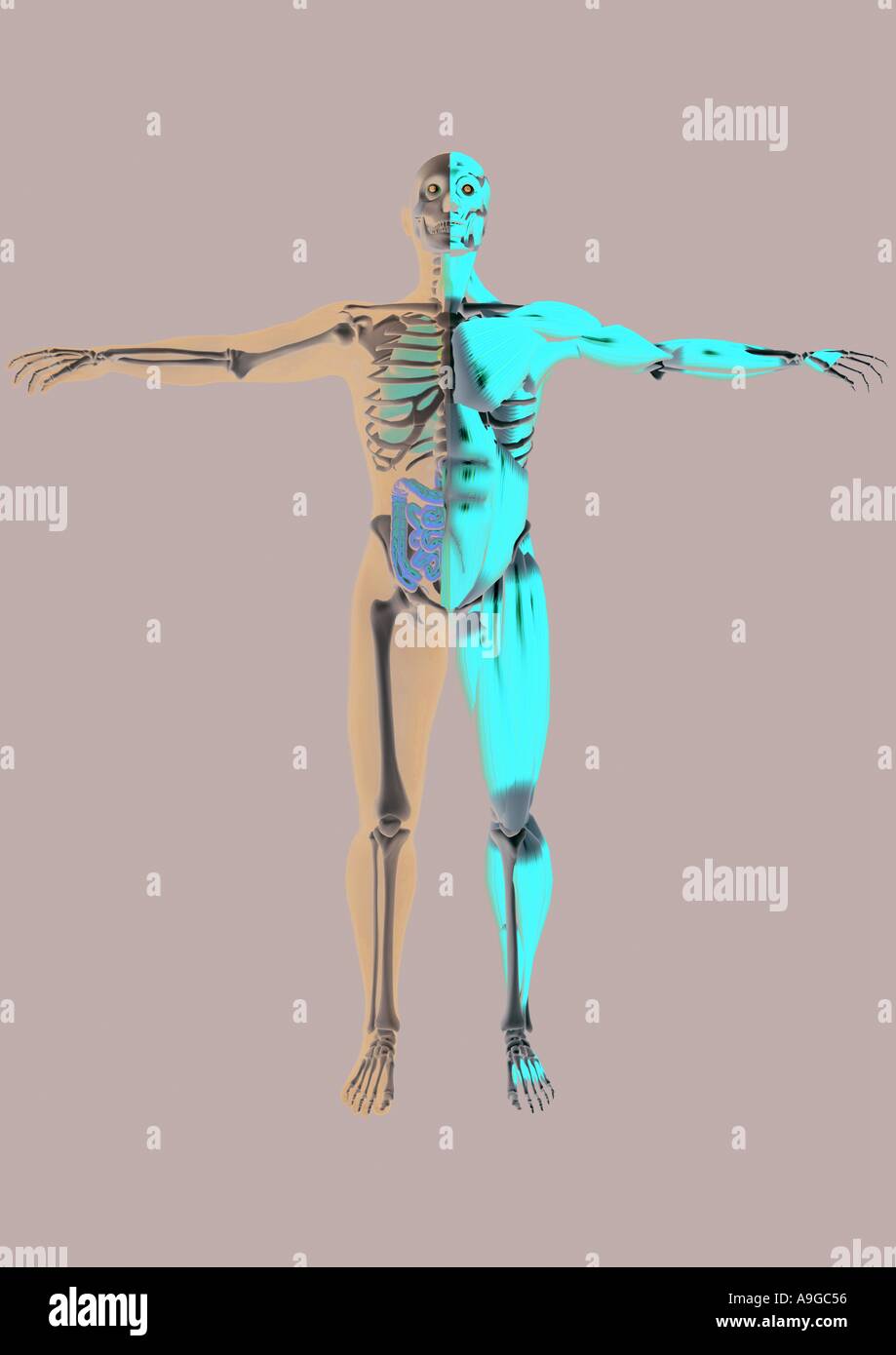 Atlas der anatomie -Fotos und -Bildmaterial in hoher Auflösung - Seite ...