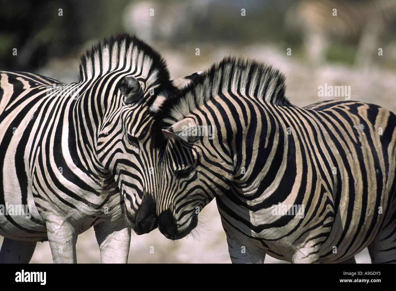 Gemeinsamen Zebra (Equus Quagga), Kopf an Kopf, Zuneigung, Ovamboland, Etosha NP, Namibia, Etosha NP Stockfoto
