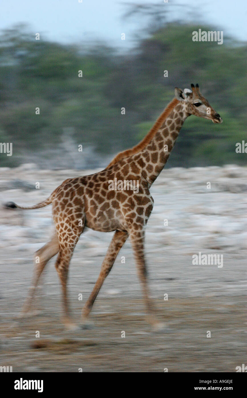 Giraffe (Giraffa Plancius), juvenile, laufen, Namibia, Ovamboland, Etosha NP Stockfoto