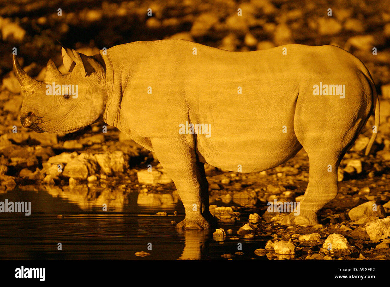 schwarze Nashorn, süchtig-lippige Rhinoceros durchsuchen Nashorn (Diceros Bicornis), Männlich, am Wasserloch, in der Nacht, Namibia, Ovambo Stockfoto