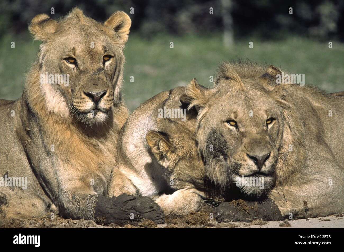 Löwe (Panthera Leo), drei Löwen, Porträt, Namibia, Ovamboland, Etosha NP Stockfoto