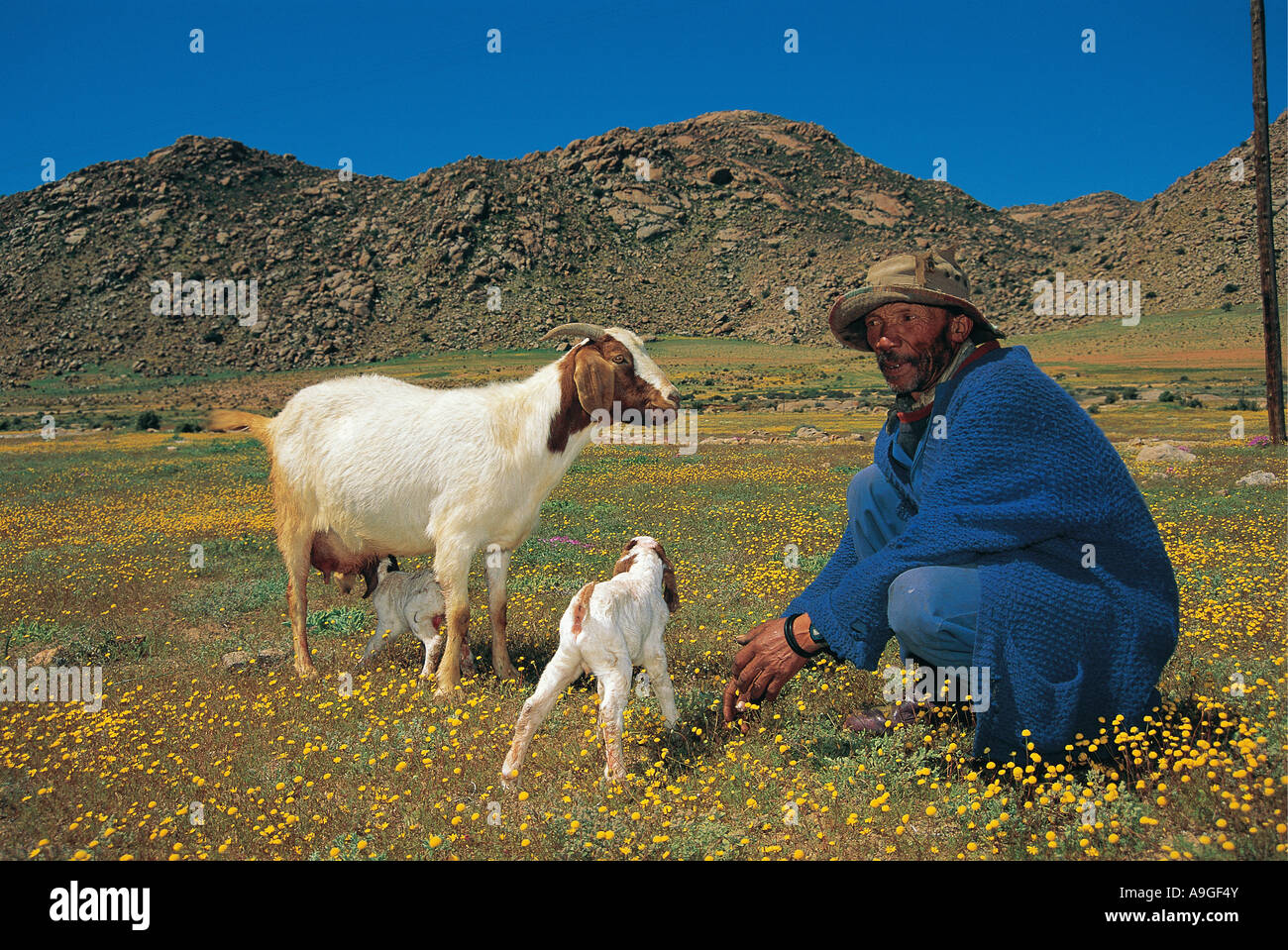 Afrikanische Bauer mit Ziegen und Kinder unter hübsche Frühlingsblumen Namaqualand in Südafrika Stockfoto