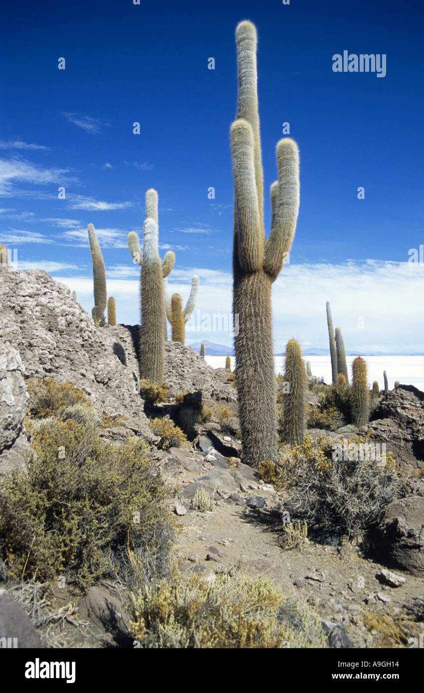 Catus (Trichocereus spec.), wächst auf der Isla de Los Pescadores in der Mitte das Salz Pfanne Uyuni, Bolivien, Altiplano, Sala Stockfoto