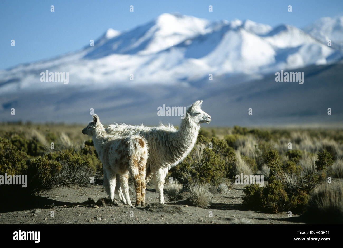 Lama (Lama Glama), Bolivien, Altiplano, Sajama Nationalpark. Stockfoto
