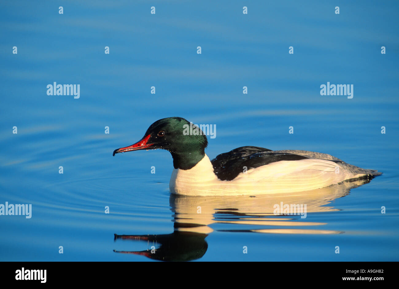 Gänsesäger (Mergus Prototyp), Schwimmen männlich in der Zucht Gefieder, Deutschland, Schleswig-Holstein, Schleswig-Holstein Wadden Sea Nat Stockfoto