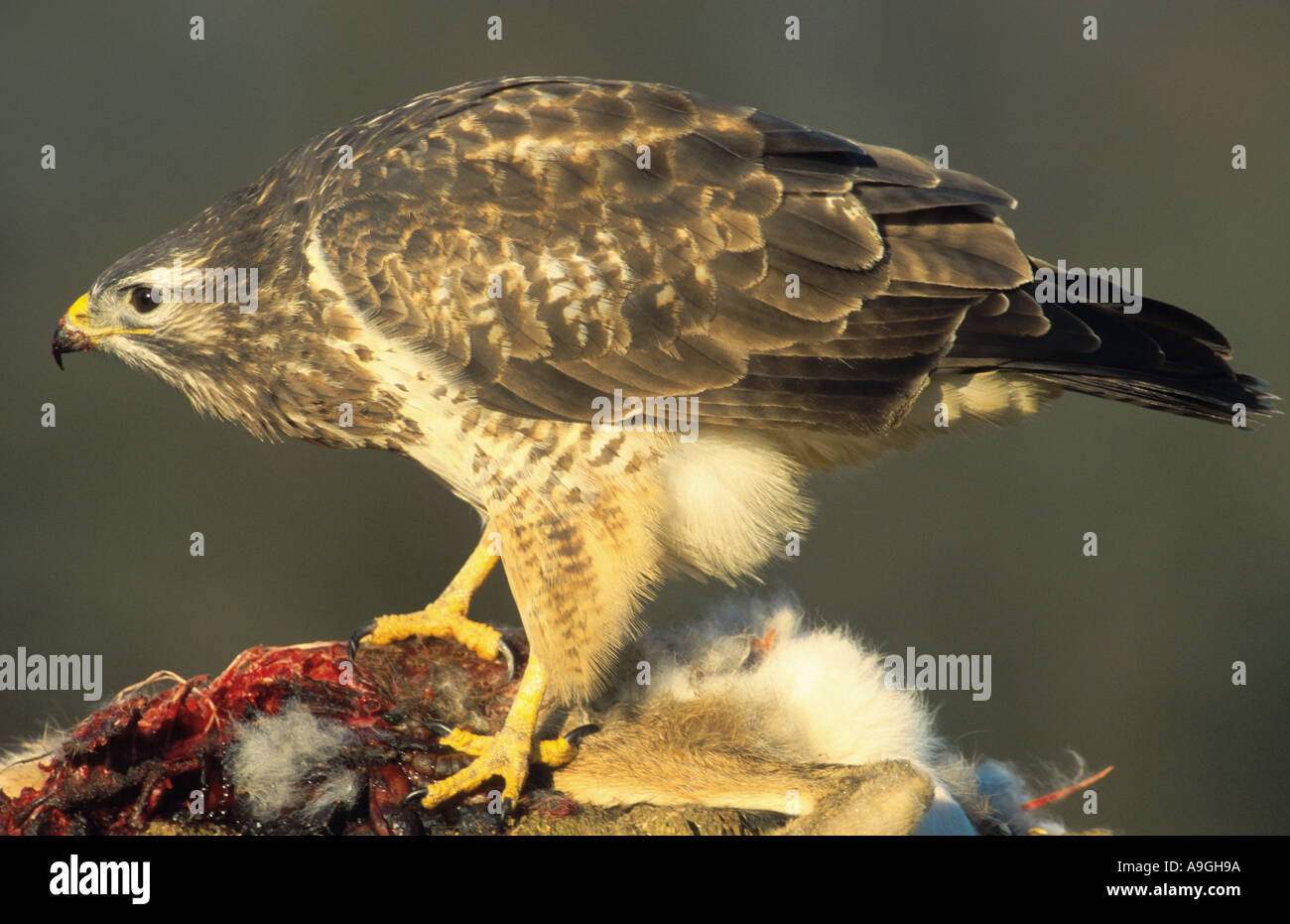 Eurasischer Bussard (Buteo Buteo), auf Tod Hasen, Deutschland, Schleswig-Holstein Stockfoto